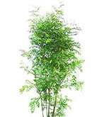 レンタル 観葉植物：シマトネリコ（外木）